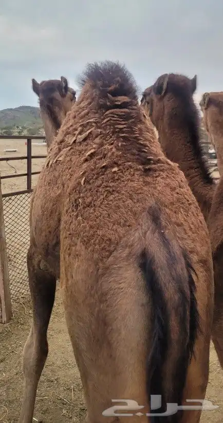 طليان ذبايح حريات فاخره لباب بيتك وسواكني 22