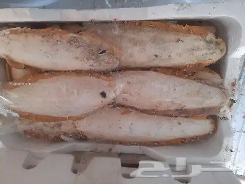 اكل طيور علف طيور مستلزمات طيور بادجي كروان كاسكو مكاو دره 0