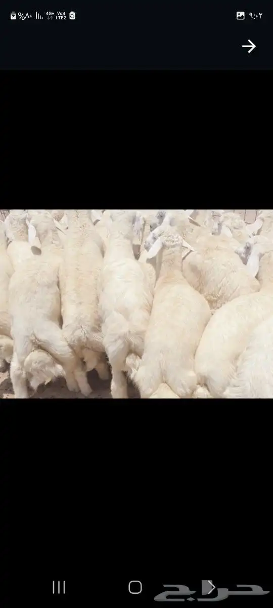 طليان ذبايح حريات فاخره لباب بيتك وسواكني 2