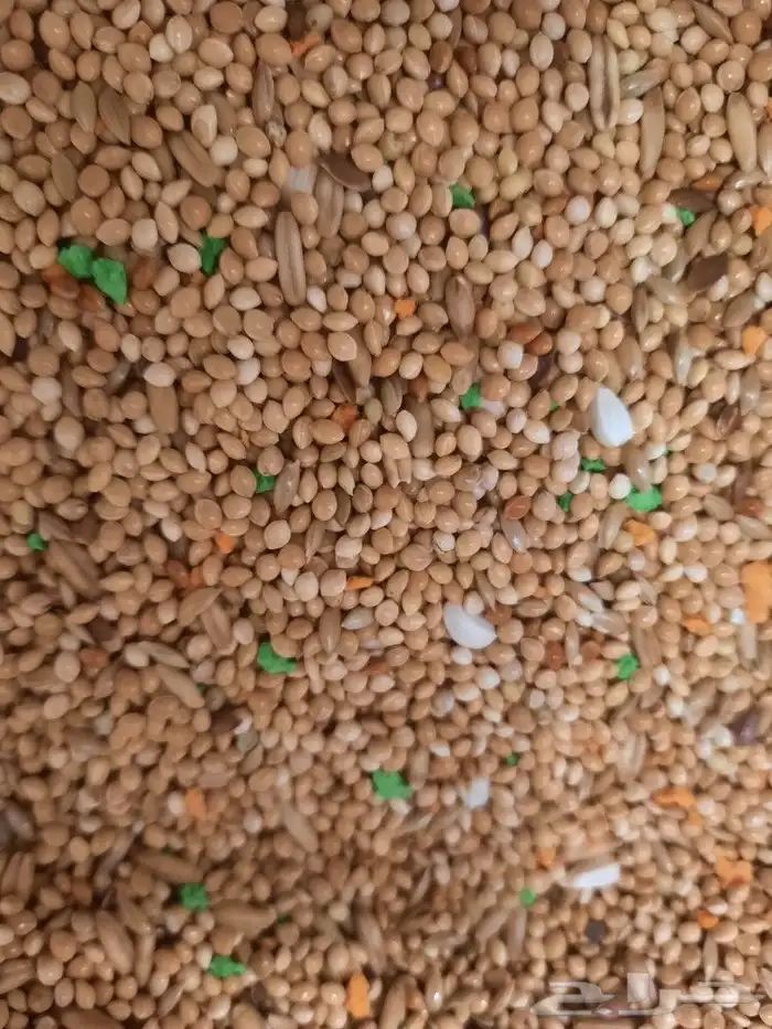 اكل طيور علف طيور مستلزمات طيور بادجي كروان كاسكو مكاو دره 28