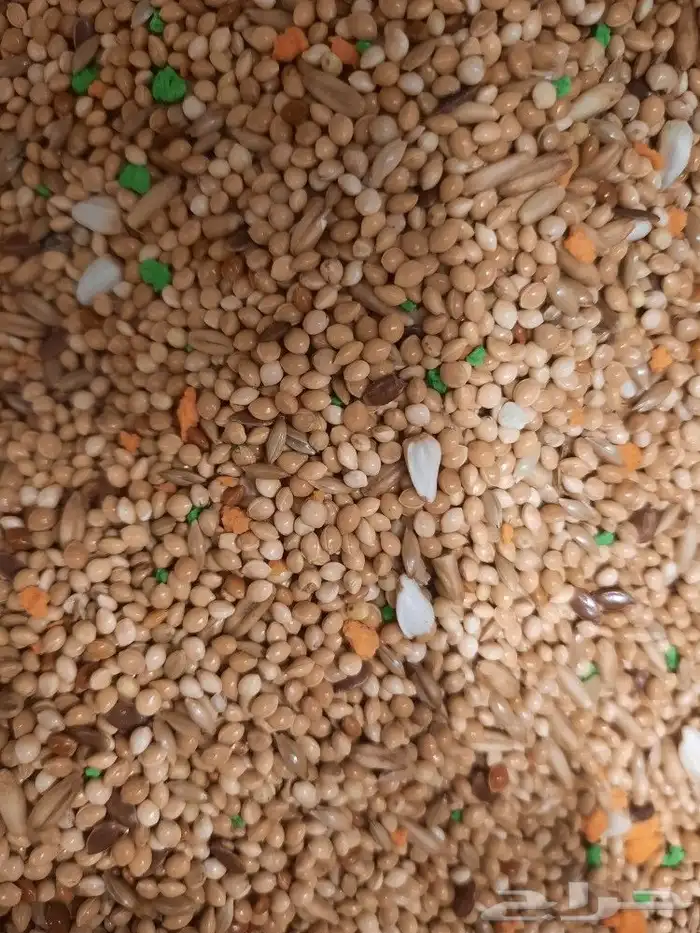 اكل طيور علف طيور مستلزمات طيور بادجي كروان كاسكو مكاو دره 24