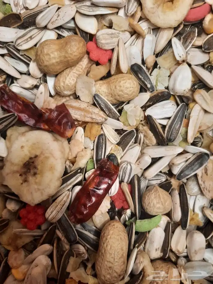 اكل طيور علف طيور مستلزمات طيور بادجي كروان كاسكو مكاو دره 25