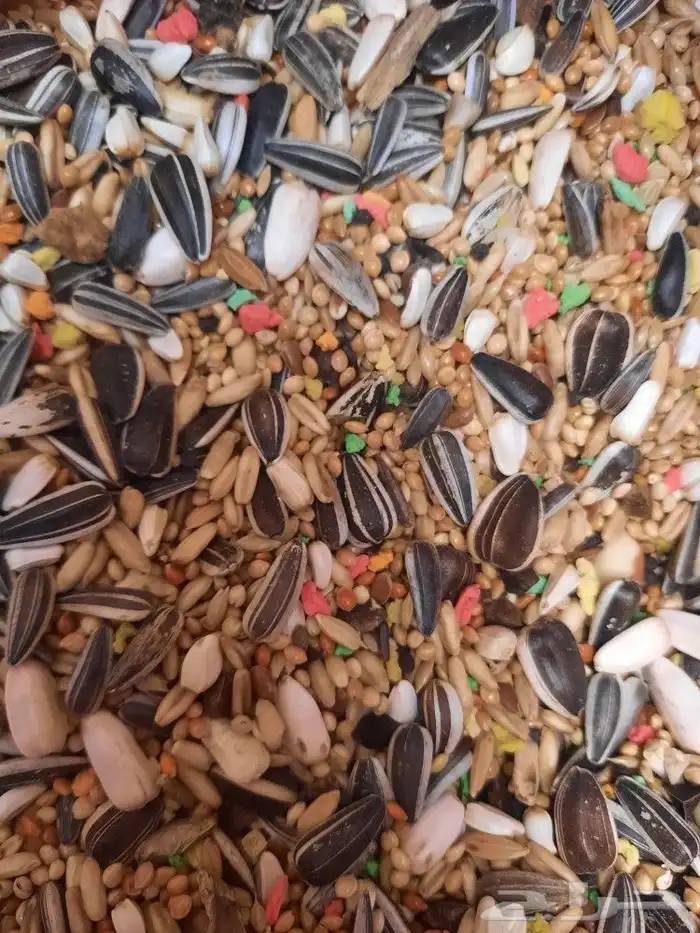 اكل طيور علف طيور مستلزمات طيور بادجي كروان كاسكو مكاو دره 27