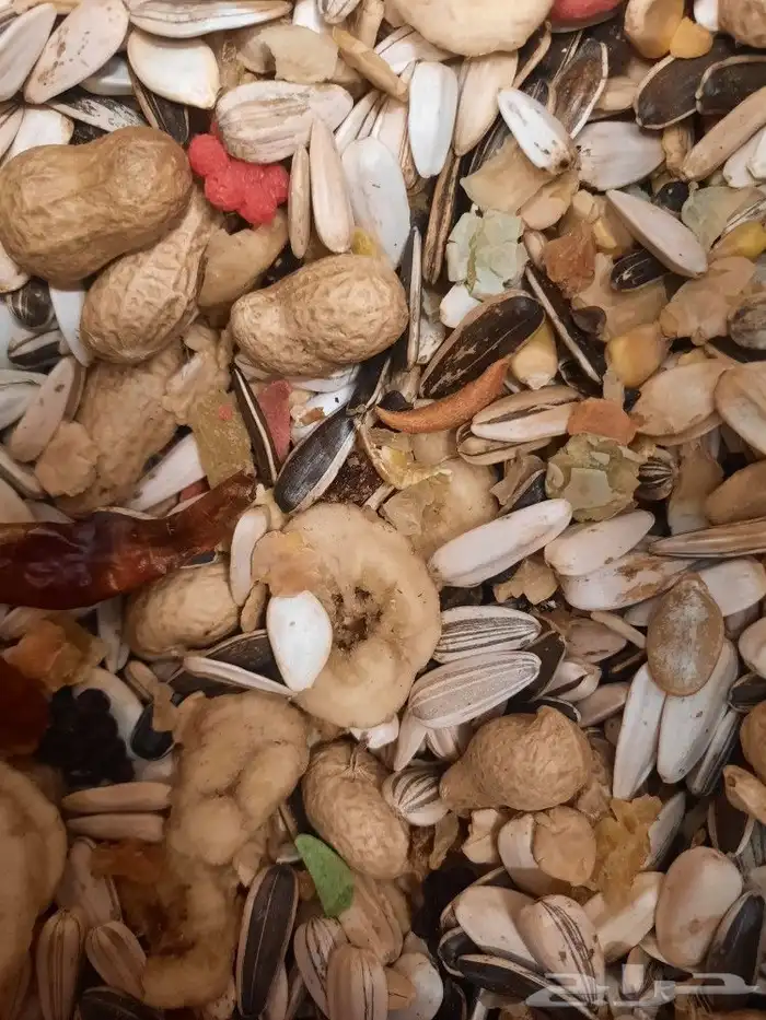 اكل طيور علف طيور مستلزمات طيور بادجي كروان كاسكو مكاو دره 26