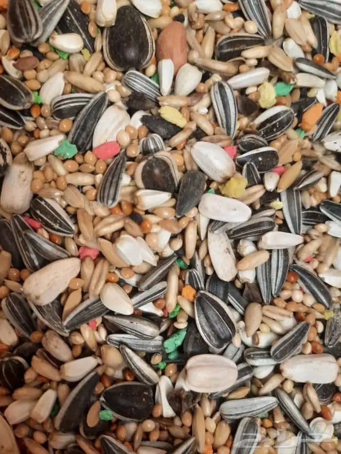 اكل طيور علف طيور مستلزمات طيور بادجي كروان كاسكو مكاو دره 23