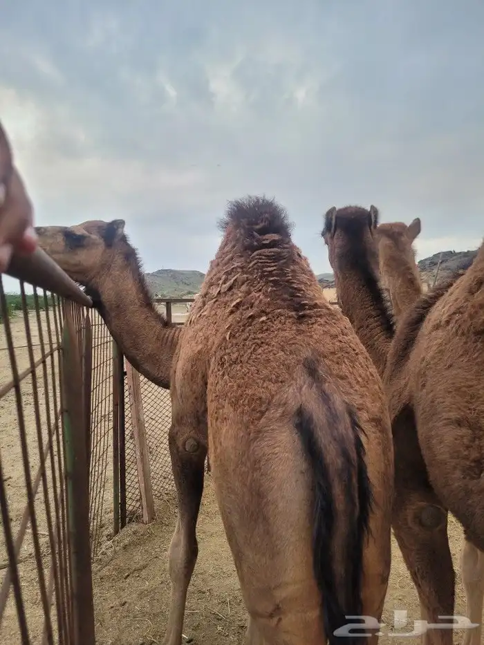 طليان ذبايح حريات فاخره لباب بيتك وسواكني 23