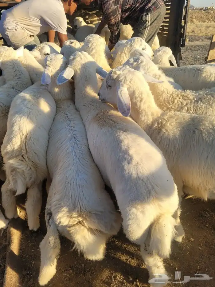 طليان ذبايح حريات فاخره لباب بيتك وسواكني 16