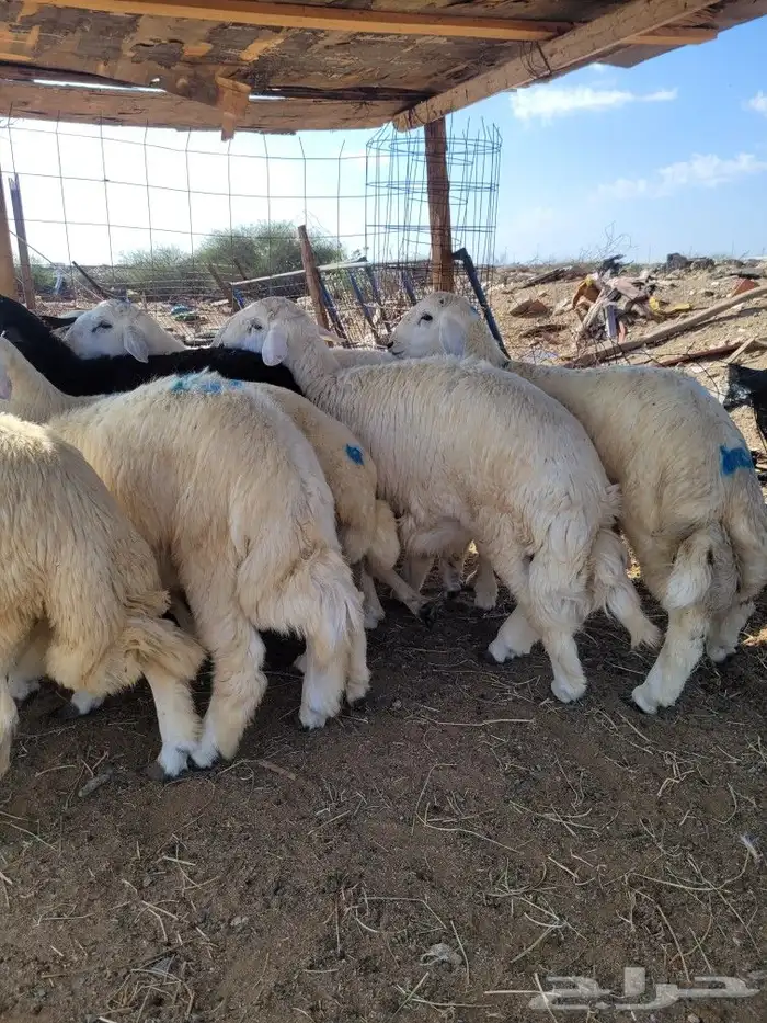 طليان ذبايح حريات فاخره لباب بيتك وسواكني 21