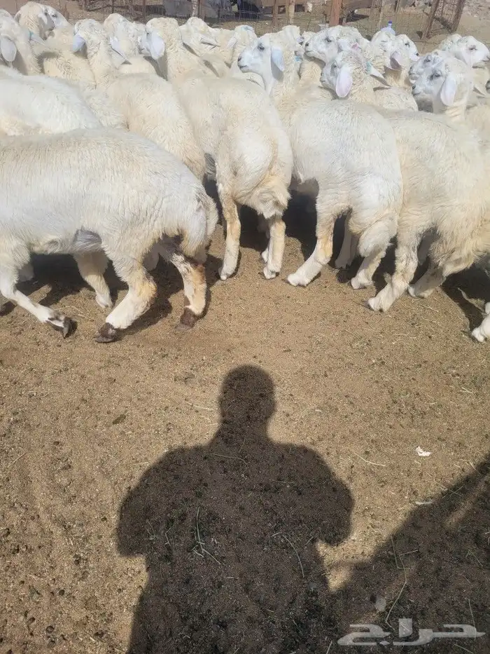 طليان ذبايح حريات فاخره لباب بيتك وسواكني 20