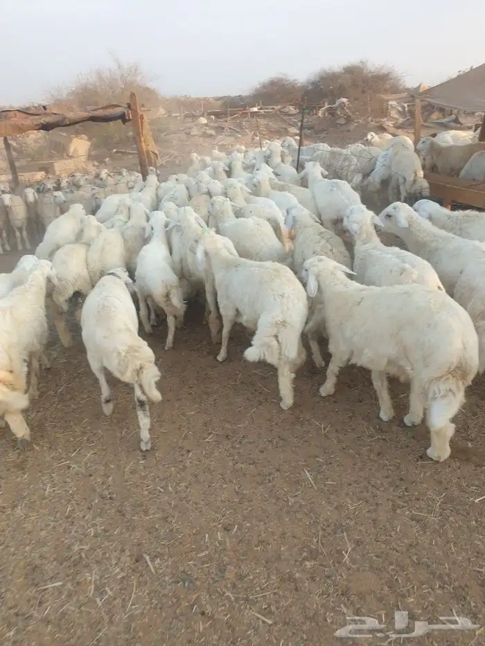 طليان ذبايح حريات فاخره لباب بيتك وسواكني 30