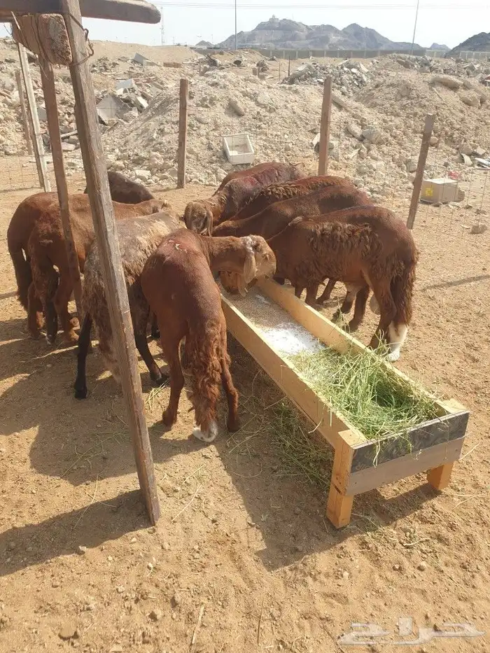 طليان ذبايح حريات فاخره لباب بيتك وسواكني 29