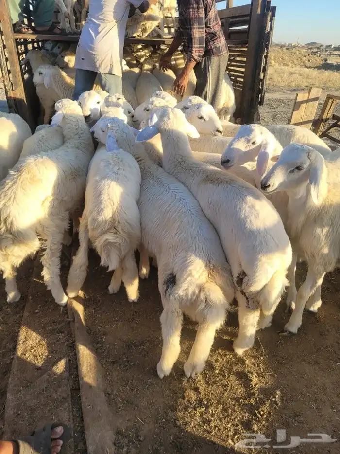 طليان ذبايح حريات فاخره لباب بيتك وسواكني 15