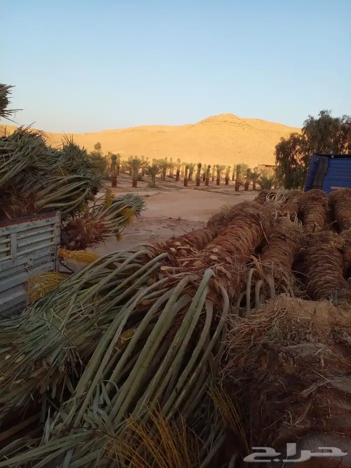 فروخ سكري وصقعي ومجدول 1