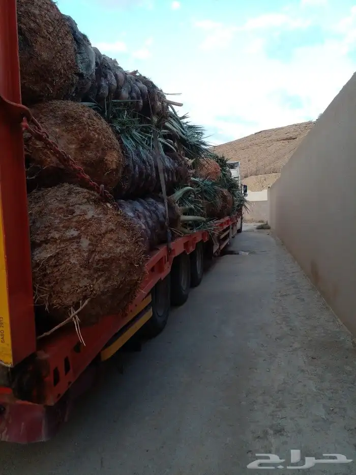 فروخ سكري وصقعي ومجدول 2