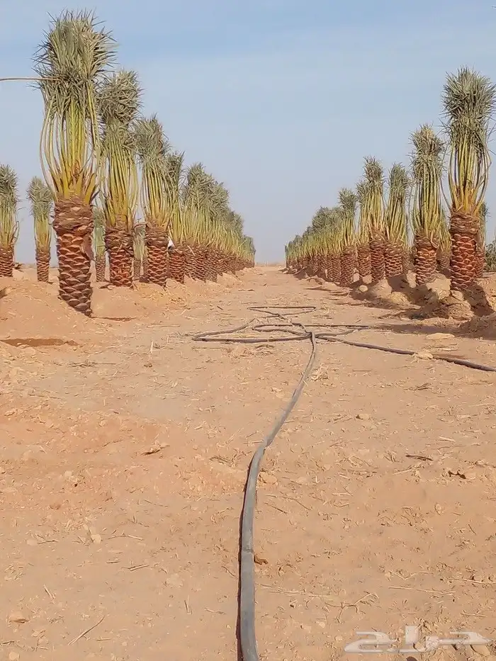 فروخ سكري وصقعي ومجدول 3