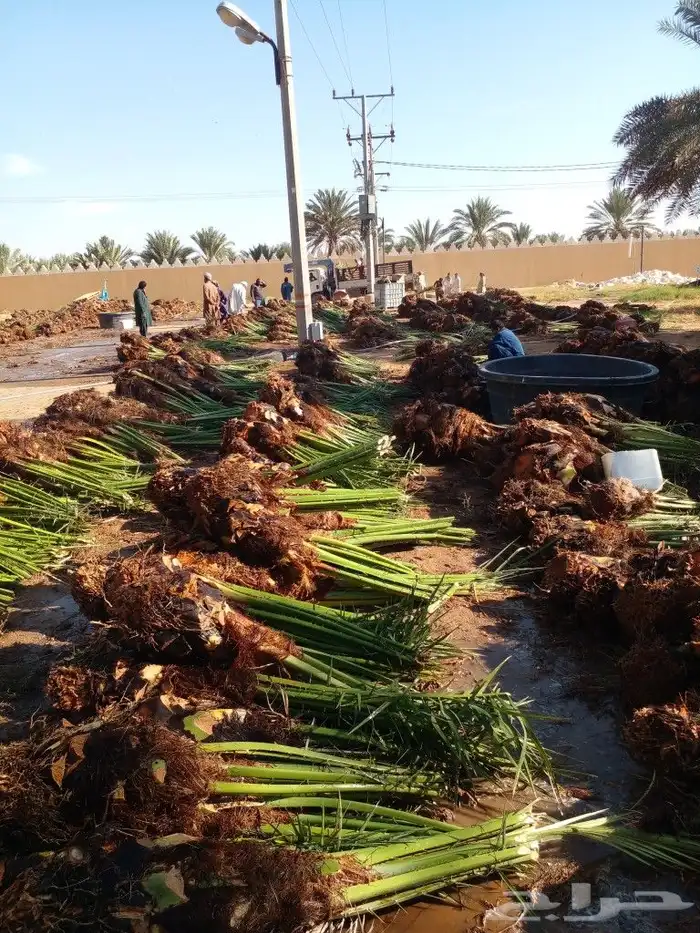 فروخ سكري وصقعي ومجدول 5