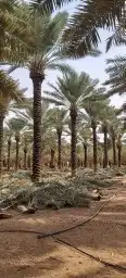 توريدالنخيل بيع النخيل 4