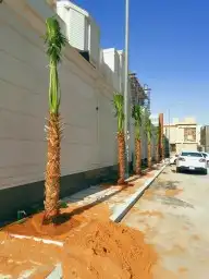 توريدالنخيل بيع النخيل 1
