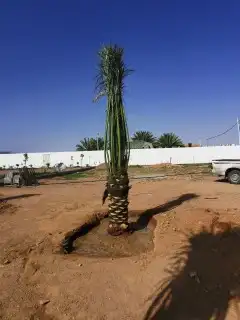 توريدالنخيل بيع النخيل 3