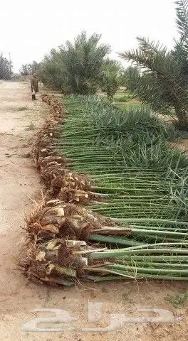 توريدالنخيل بيع النخيل 0