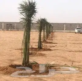 توريدالنخيل بيع النخيل 5