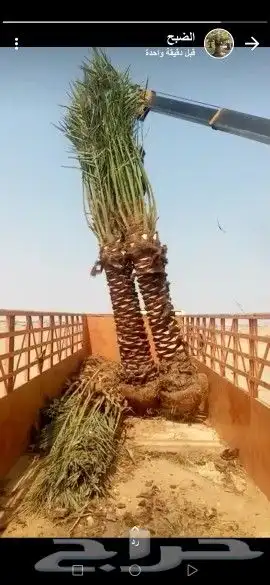 توريدالنخيل بيع النخيل 6