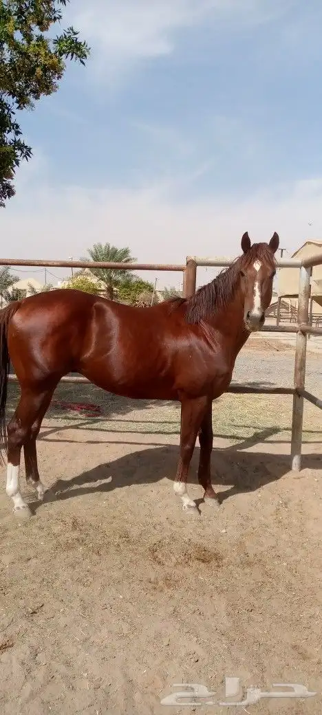 خيول وجمال لليجار 17