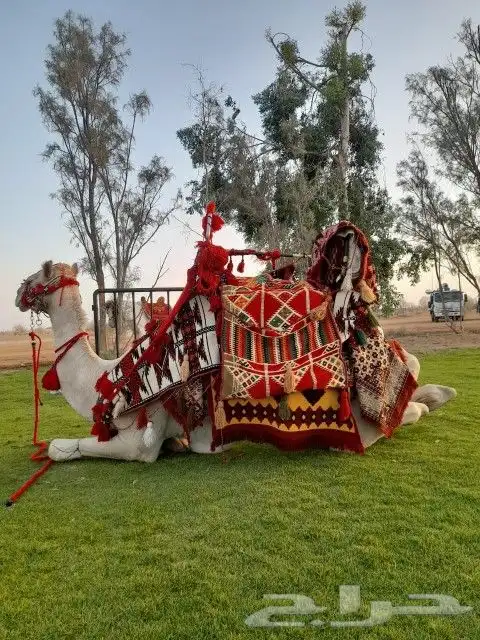 خيول وجمال لليجار 3