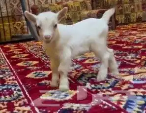 ماعز قزمي جفره انثي تشيكي معرفه مع ملخقاتها 3