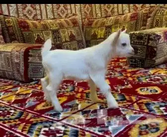 ماعز قزمي جفره انثي تشيكي معرفه مع ملخقاتها 5