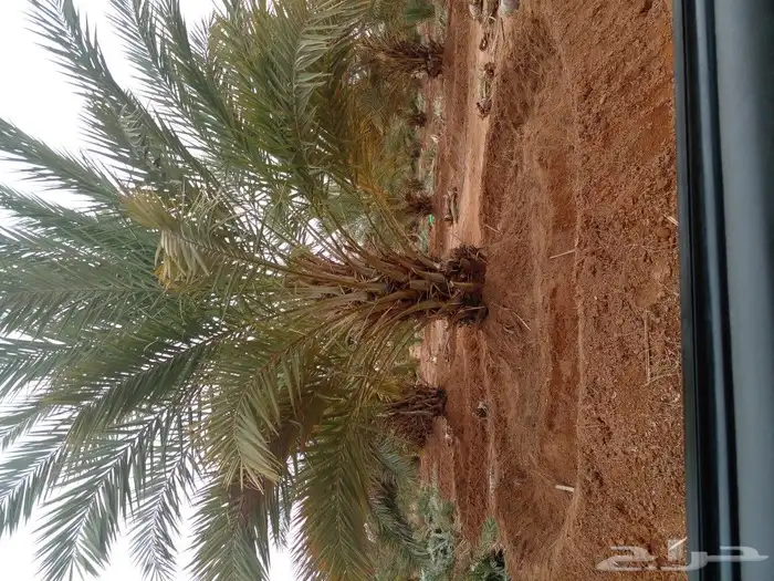 جثايت ونقايل سكري واخلاص وشيشي ومجدول 5