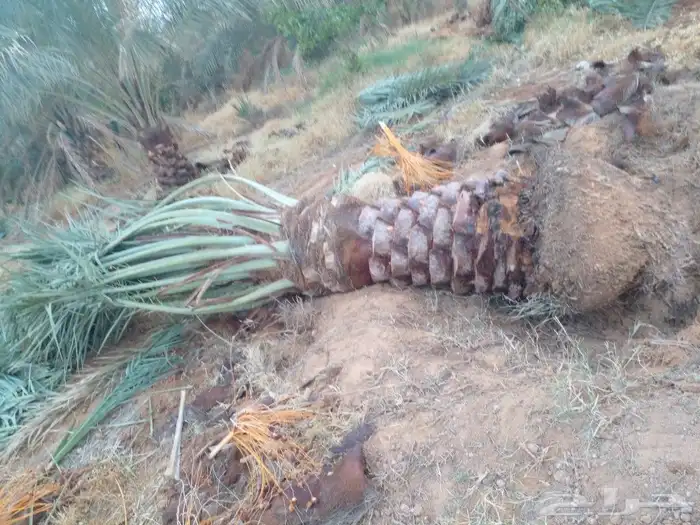 جثايت ونقايل سكري واخلاص وشيشي ومجدول 1