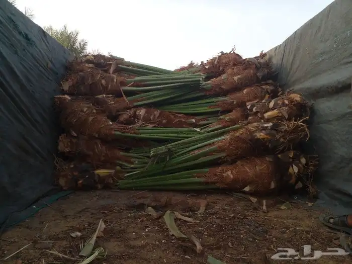 جثايت ونقايل سكري واخلاص وشيشي ومجدول 8