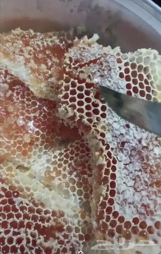 الغامدي لبيع العسل والسمن البلدي 11