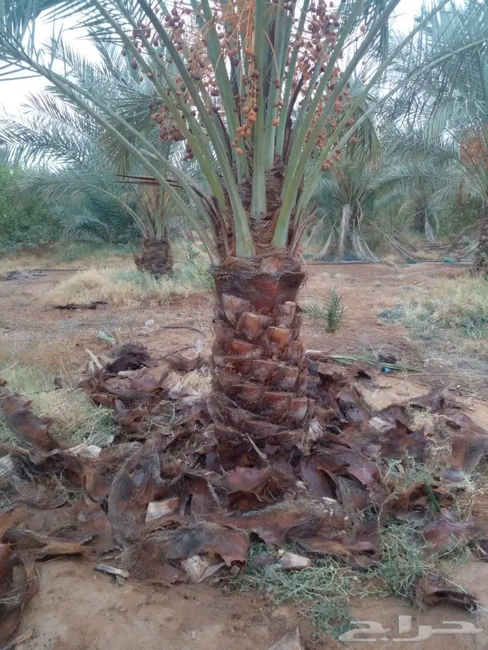 جثايت ونقايل سكري واخلاص وشيشي ومجدول 2