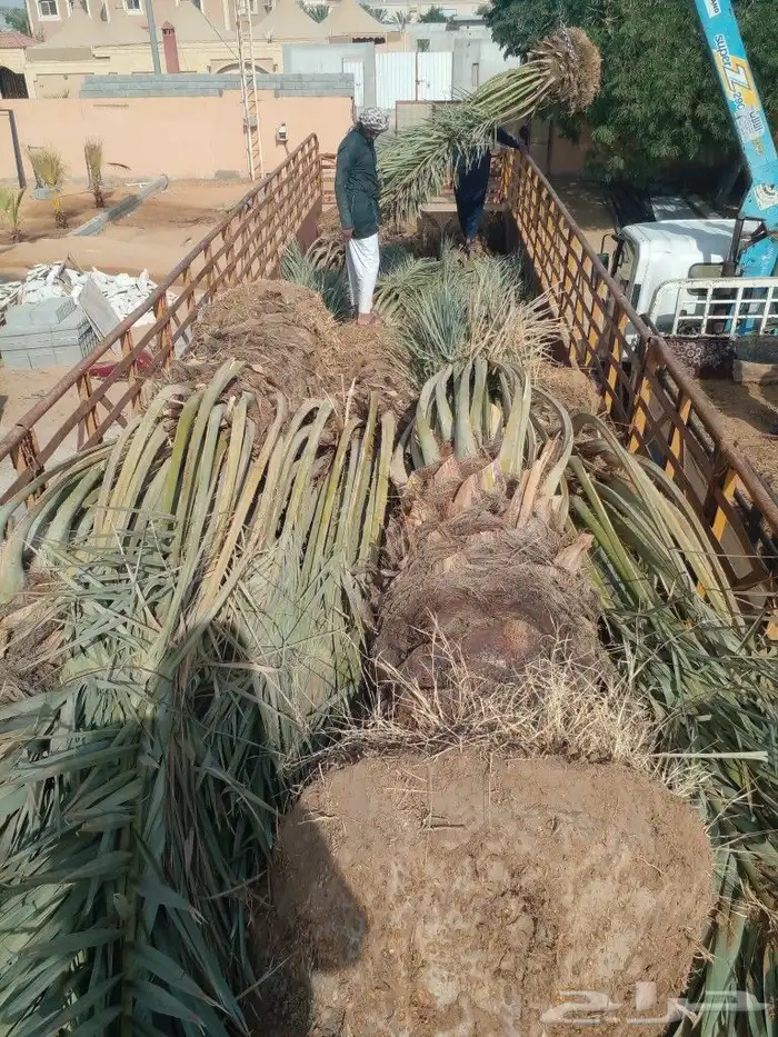 جثايت ونقايل سكري واخلاص وشيشي ومجدول 7