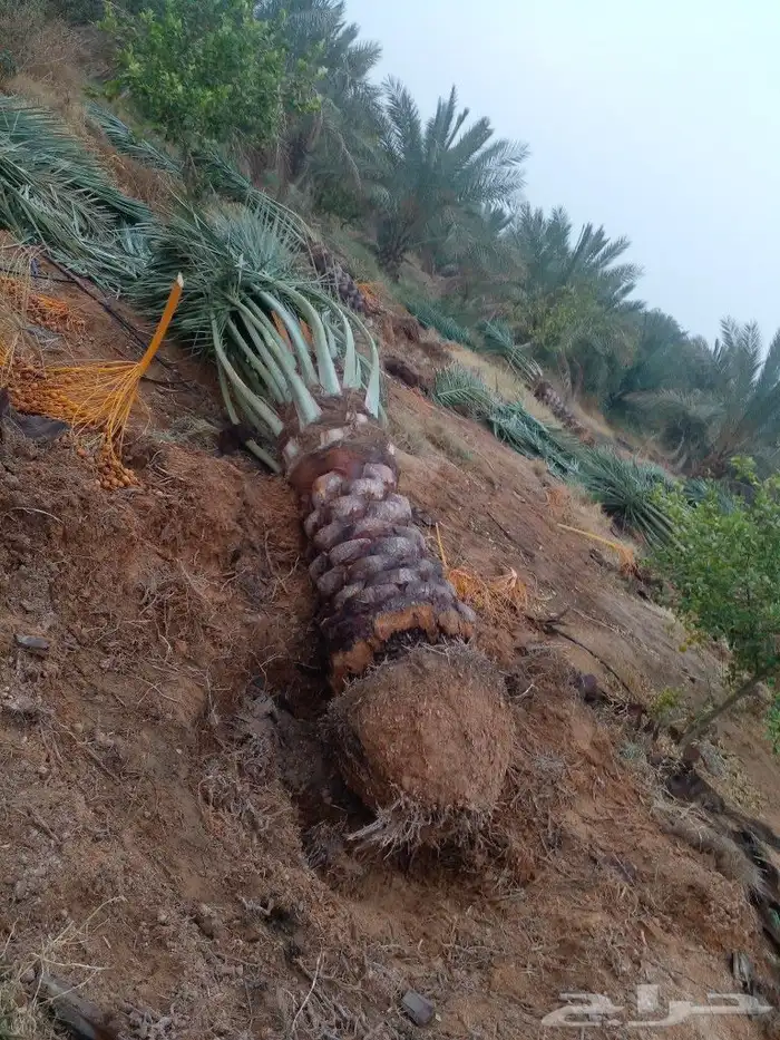 جثايت ونقايل سكري واخلاص وشيشي ومجدول 3