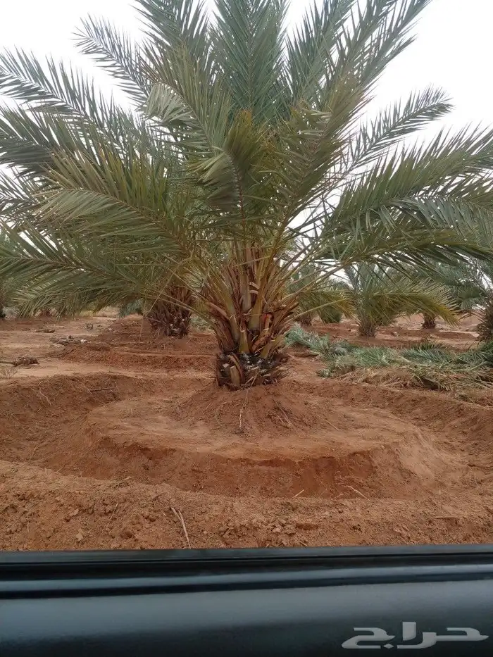 جثايت ونقايل سكري واخلاص وشيشي ومجدول 4