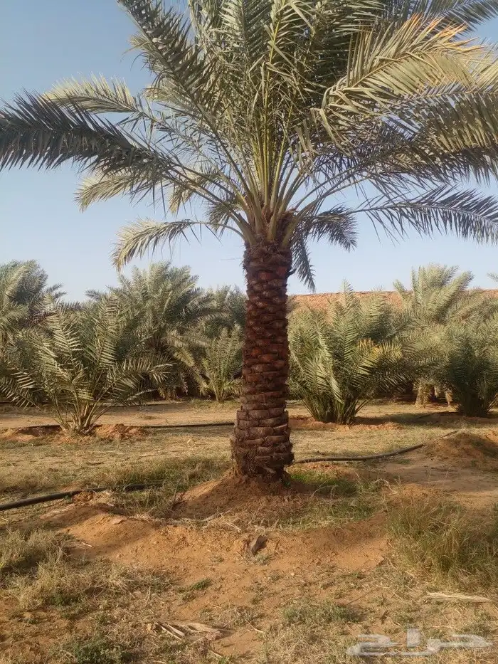 جثايت ونقايل سكري واخلاص وشيشي ومجدول 0