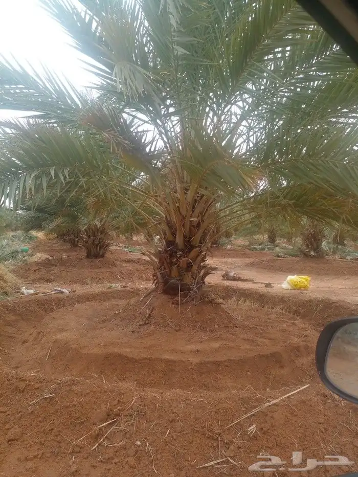 جثايت ونقايل سكري واخلاص وشيشي ومجدول 6