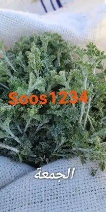 عشبة الشيح 1