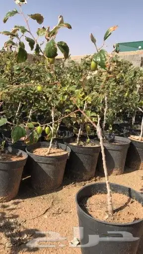 شلالات واحواض زراعي جلسات حدائق 9