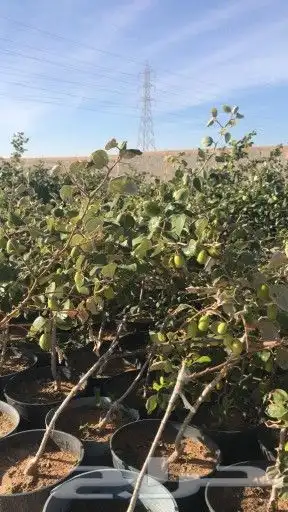شلالات واحواض زراعي جلسات حدائق 8