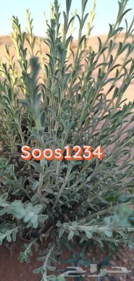 تبوك زعتر بري 0
