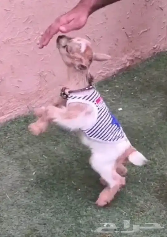 ماعزقزمي مواليد جميع الاوان مع ملحقاتها 0