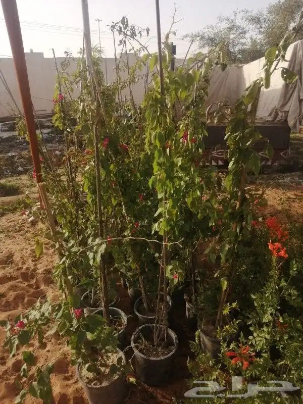 شلالات واحواض زراعي جلسات حدائق 13