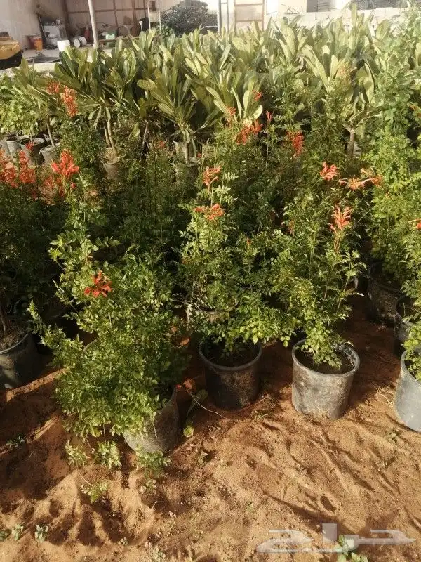 شلالات واحواض زراعي جلسات حدائق 12