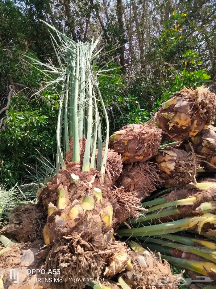 فسائل صقعي ومجدول وإخلاص وسكري للبيع 1