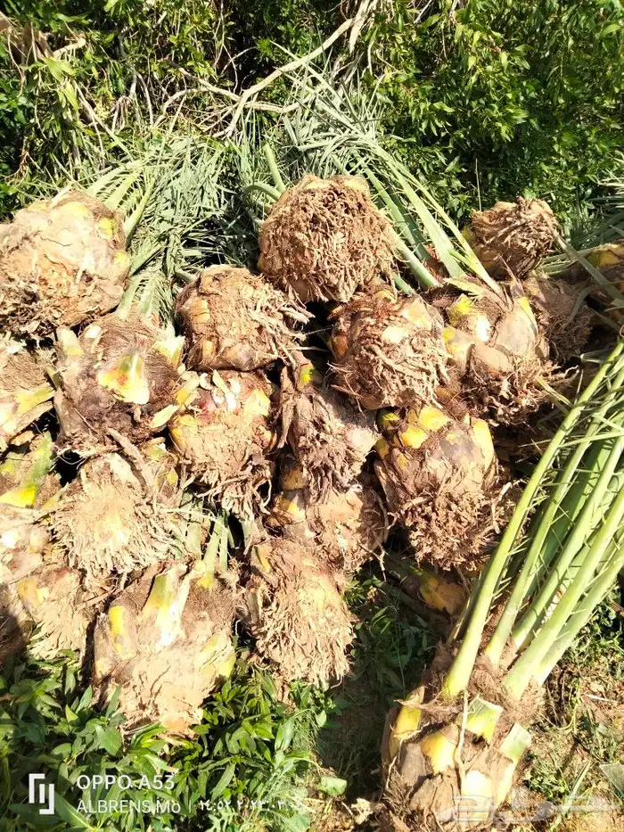 فسائل صقعي ومجدول وإخلاص وسكري للبيع 2