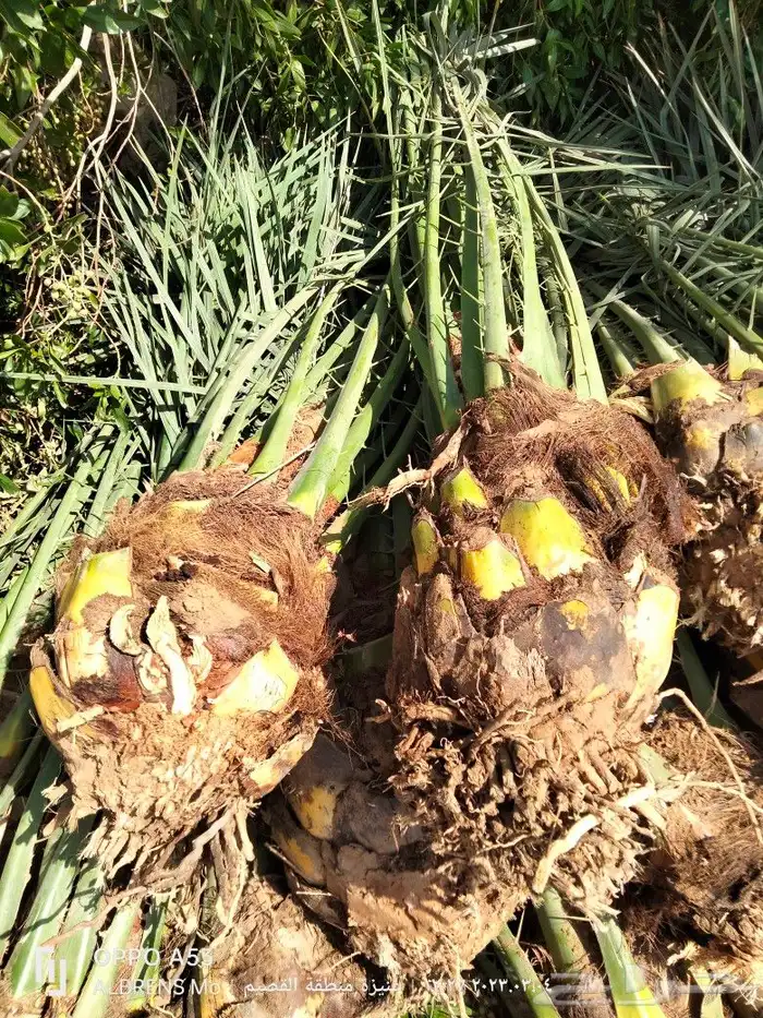 فسائل صقعي ومجدول وإخلاص وسكري للبيع 0